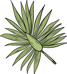 Green Banana Leaf Illustration PNG