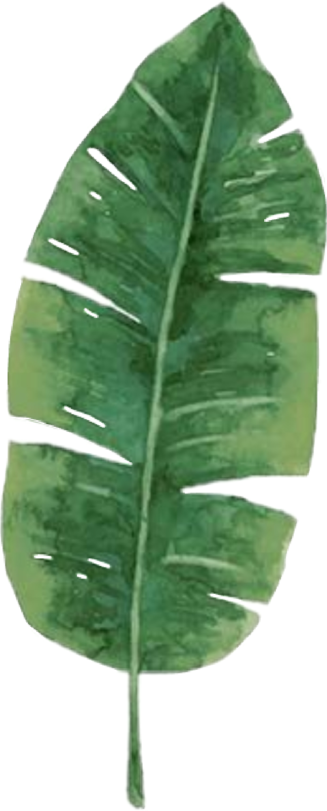 Green Banana Leaf Illustration PNG