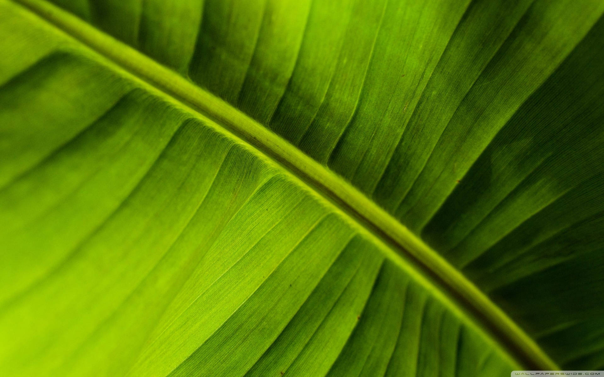 Green Banana Leaf Micro Shot Wallpaper