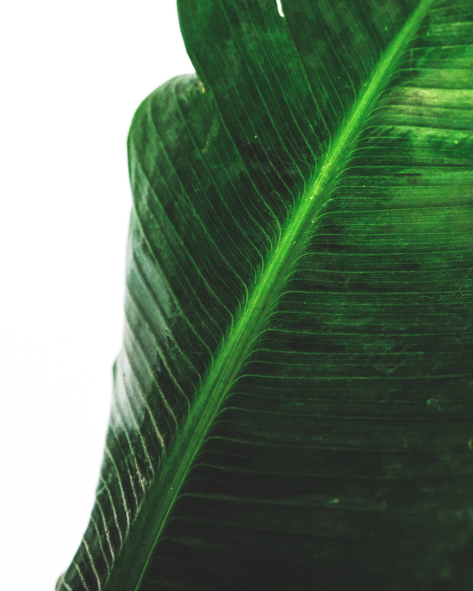 Green Banana Leaf Photography