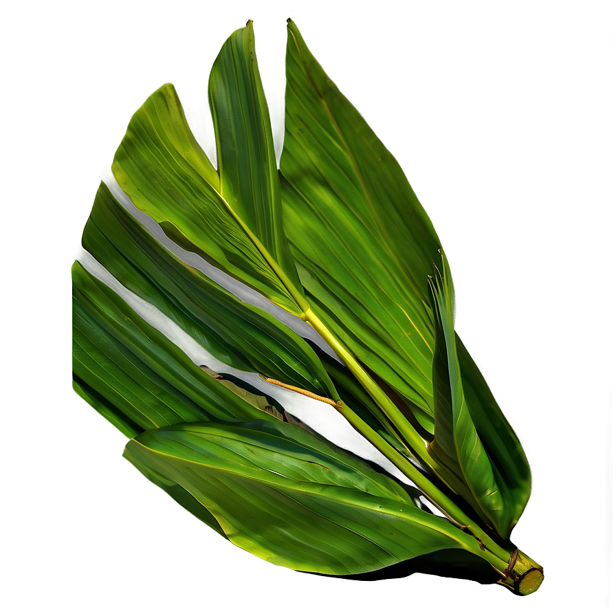 Green Banana Leaf Png 06232024 PNG