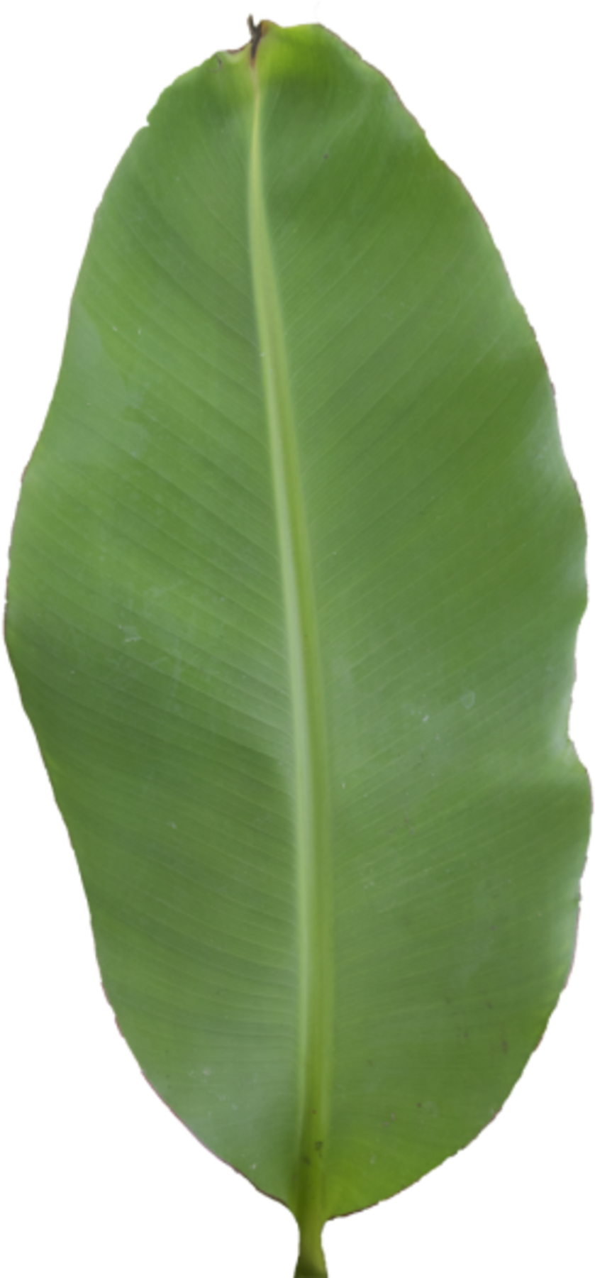 Green Banana Leaf Single PNG