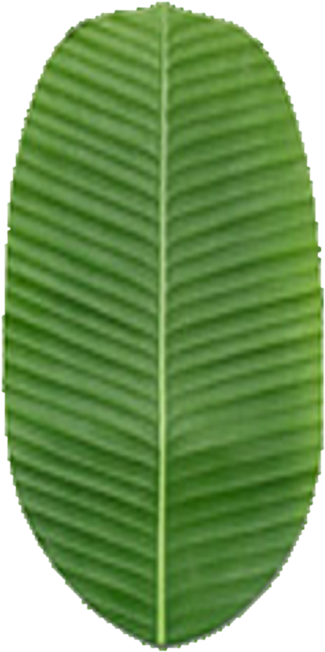 Green Banana Leaf Texture PNG