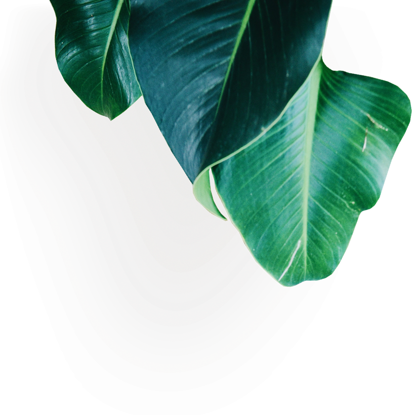Green Banana Leaves Artistic Background PNG