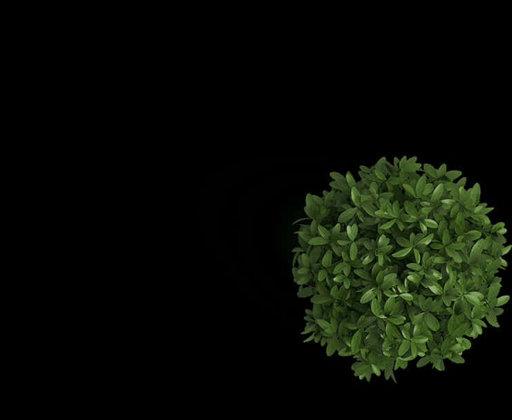 Green Basil Plant Black Background PNG