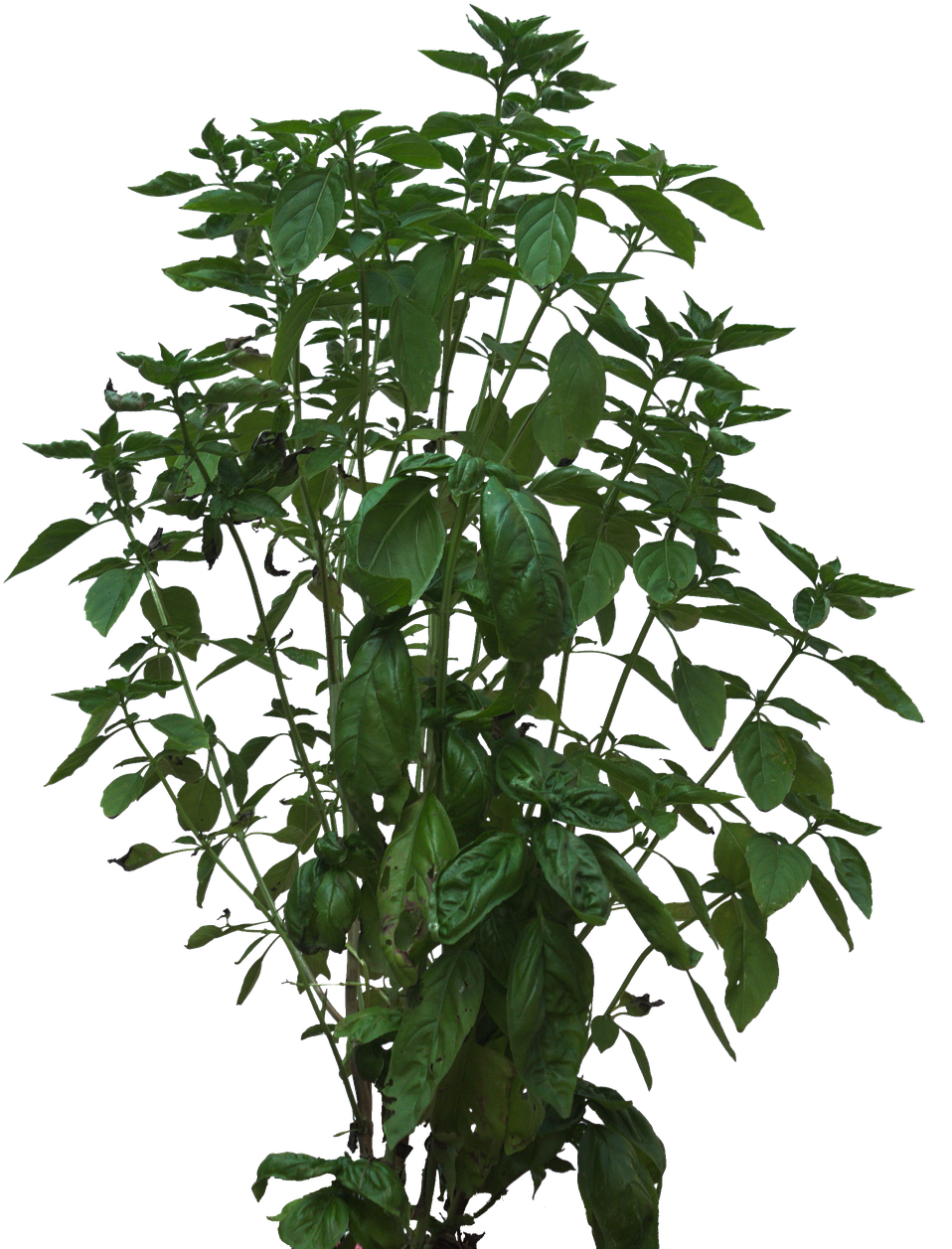Green Basil Plant Isolated PNG