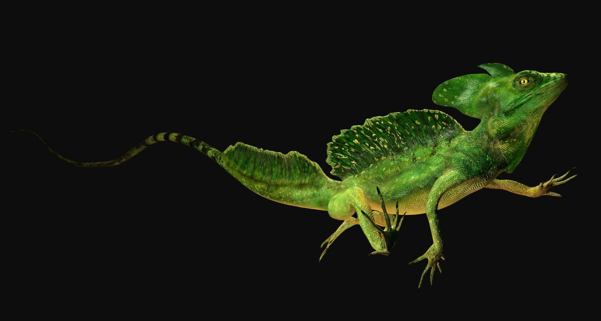 Groene Basilisk Hagedis Zwarte Achtergrond Achtergrond