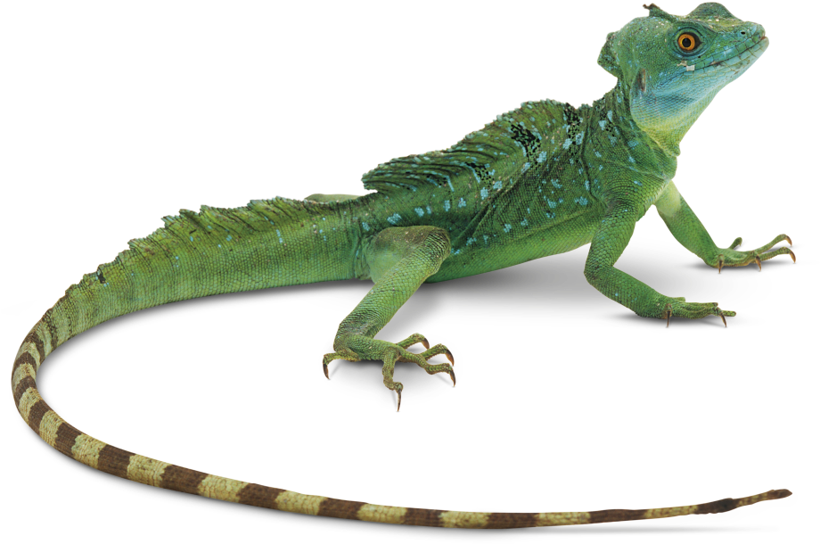 Green Basilisk Lizard Isolated PNG