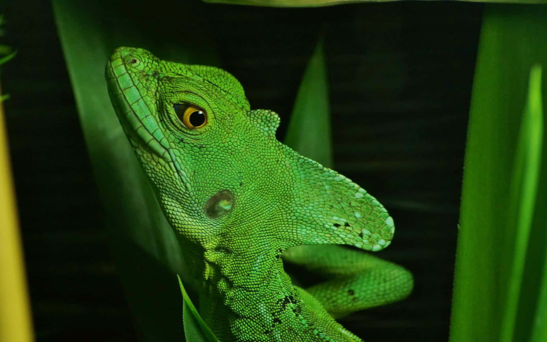 Groene Basilisk Hagedis Die Door Bladeren Kijk Achtergrond