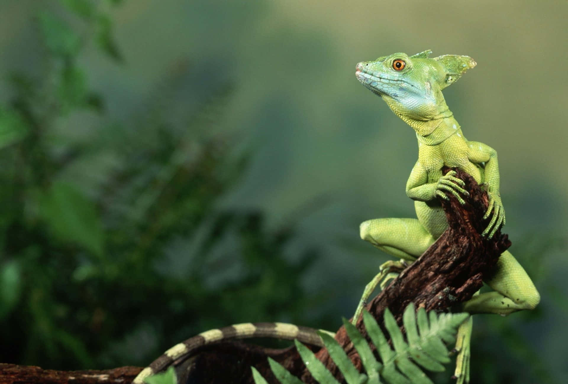 Groene Basilisk Hagedis Geperched Achtergrond