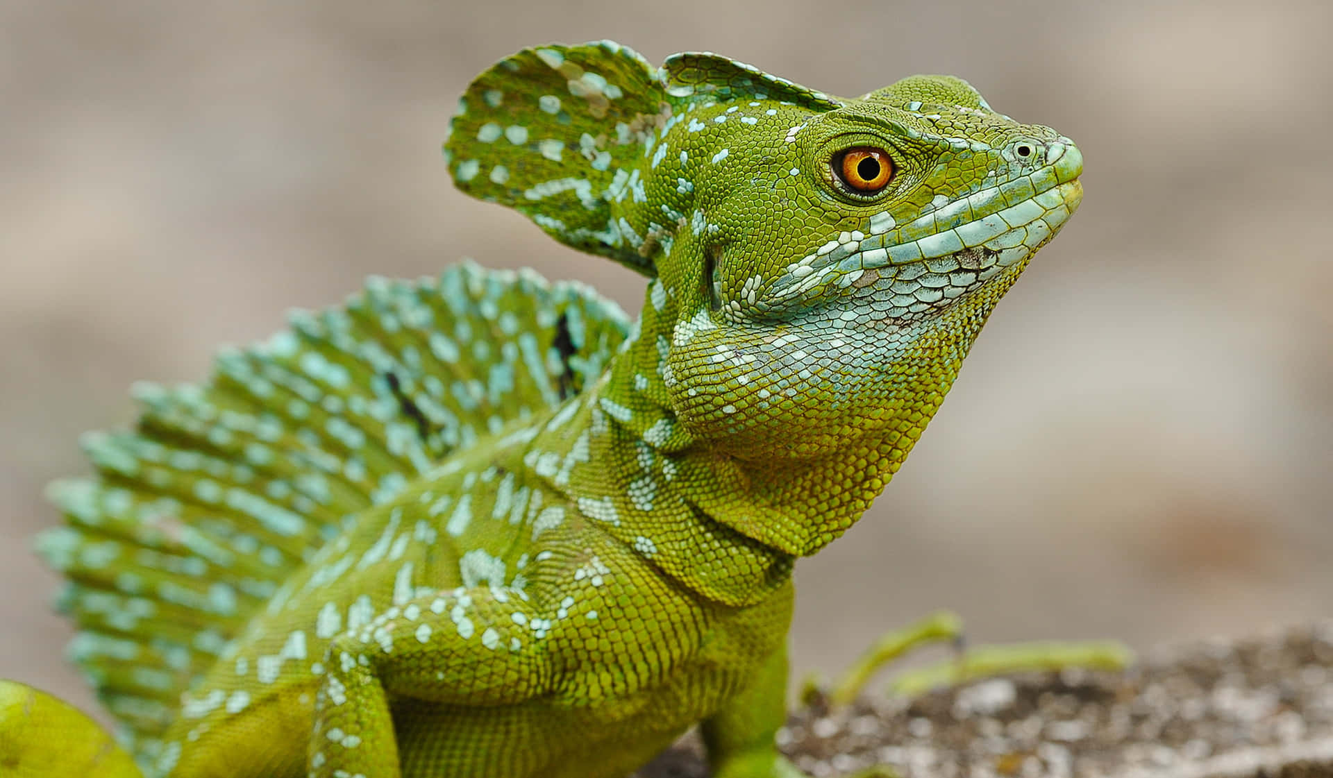 Groene Basilisk Hagedis Portret Achtergrond