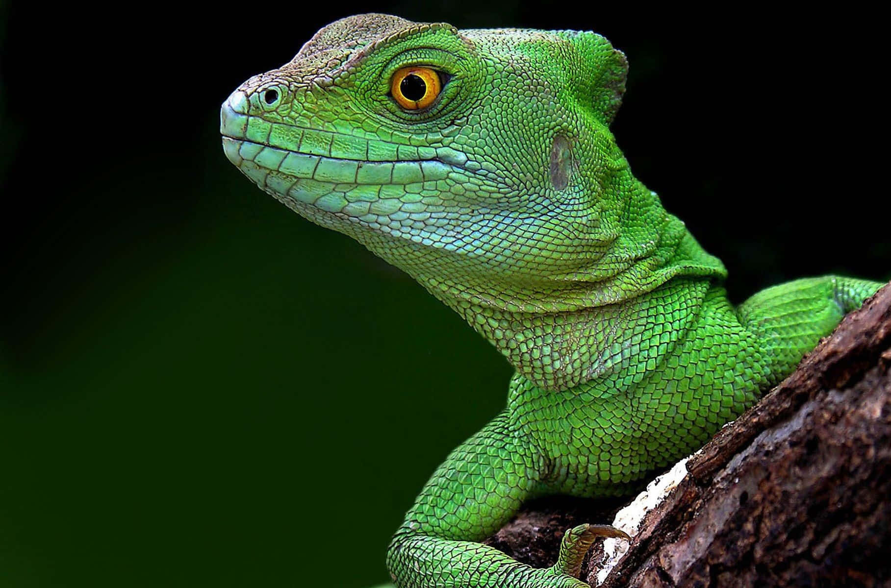 Groene Basilisk Hagedis Portret Achtergrond