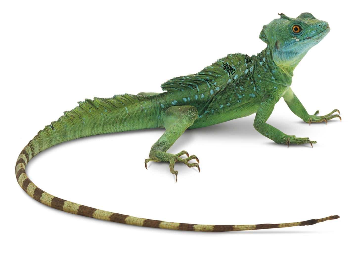 Groene Basilisk Hagedis Profiel Achtergrond