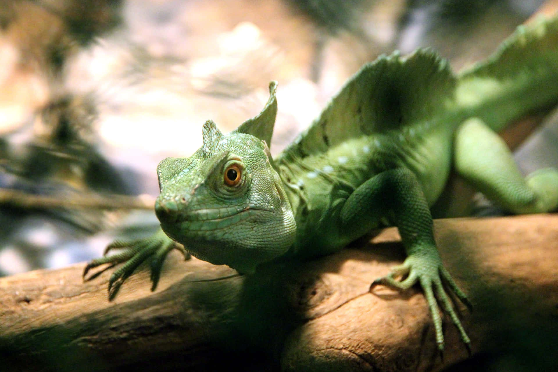 Green Basilisk Lizard Resting Wallpaper