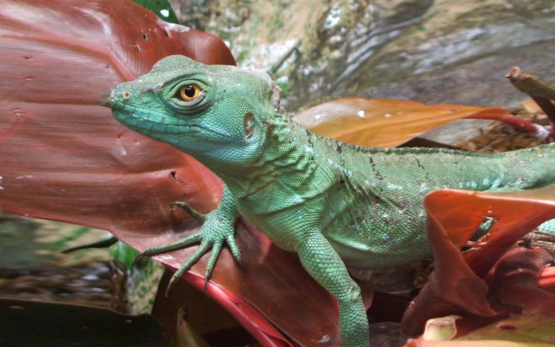 Kadal Basilisk Hijau Beristirahat Di Daun Merah Wallpaper