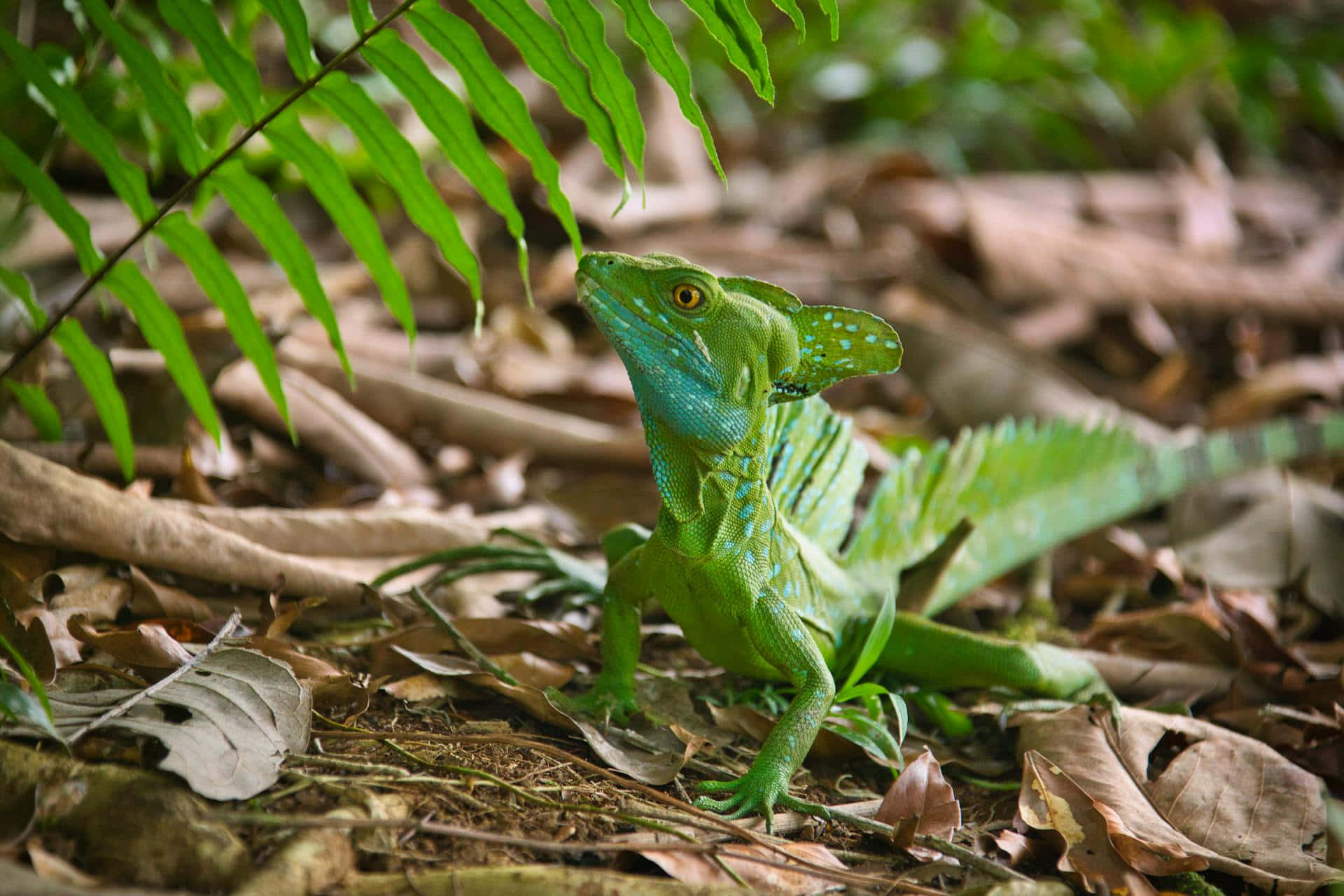 Kadal Basilisk Hijau Di Habitat.jpg Wallpaper