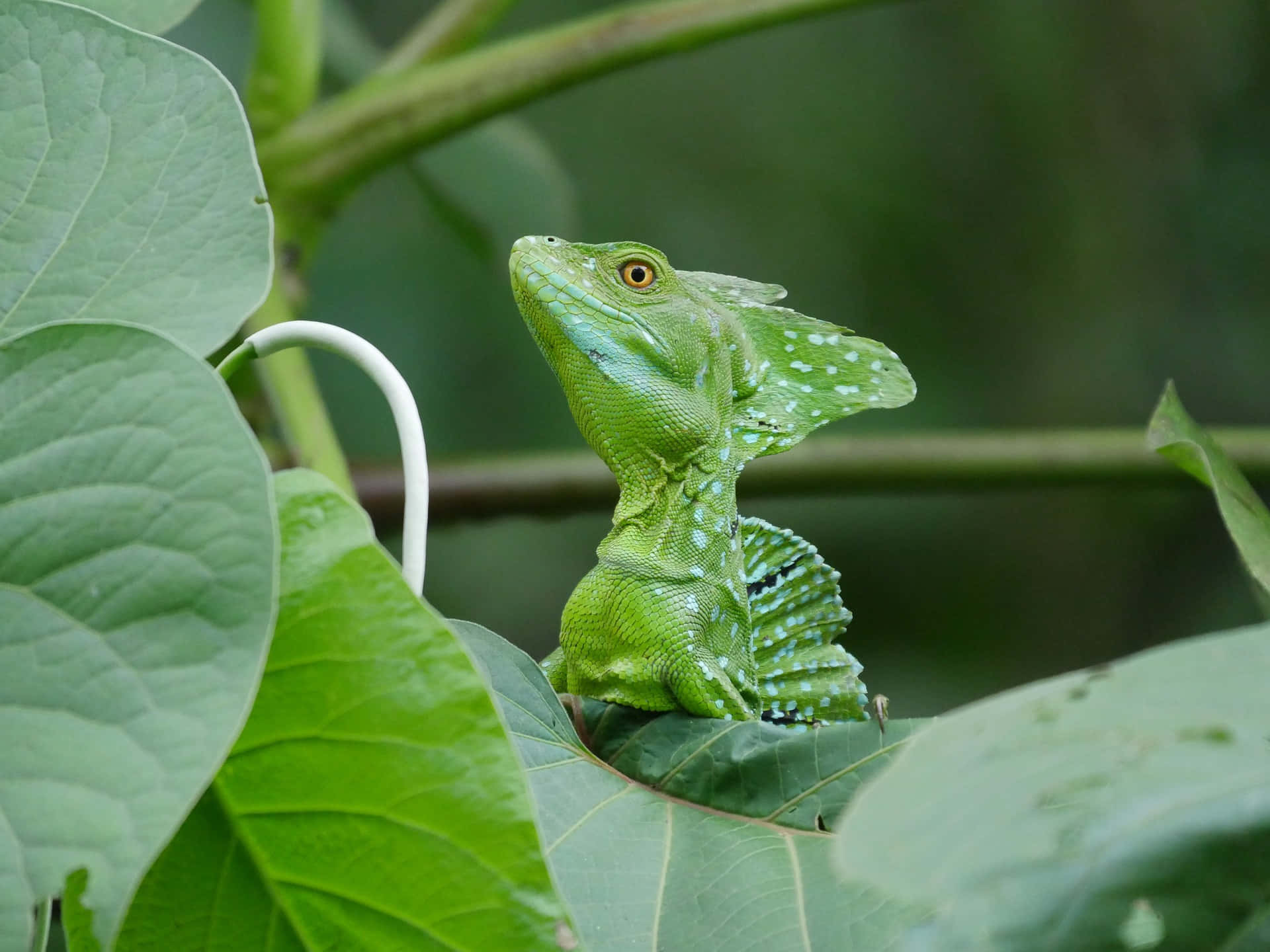 Kadal Basilisk Hijau Di Habitat.jpg Wallpaper