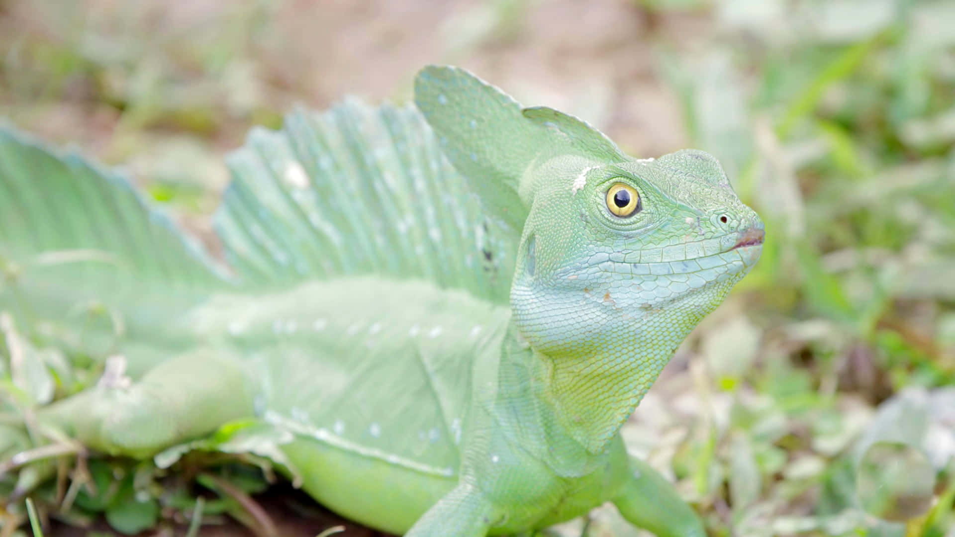 Kadal Basilisk Hijau Di Habitat Alami.jpg Wallpaper