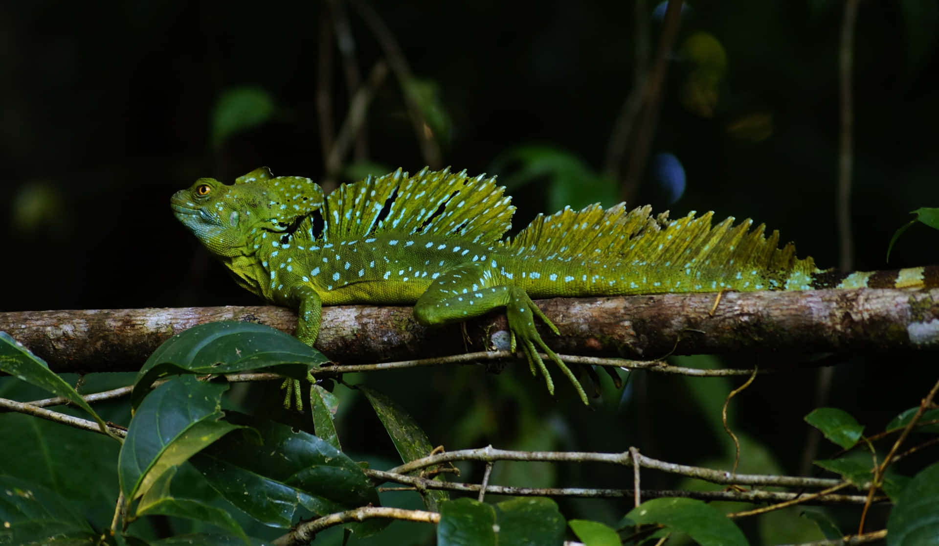 Kadal Basilisk Hijau Di Cabang Wallpaper