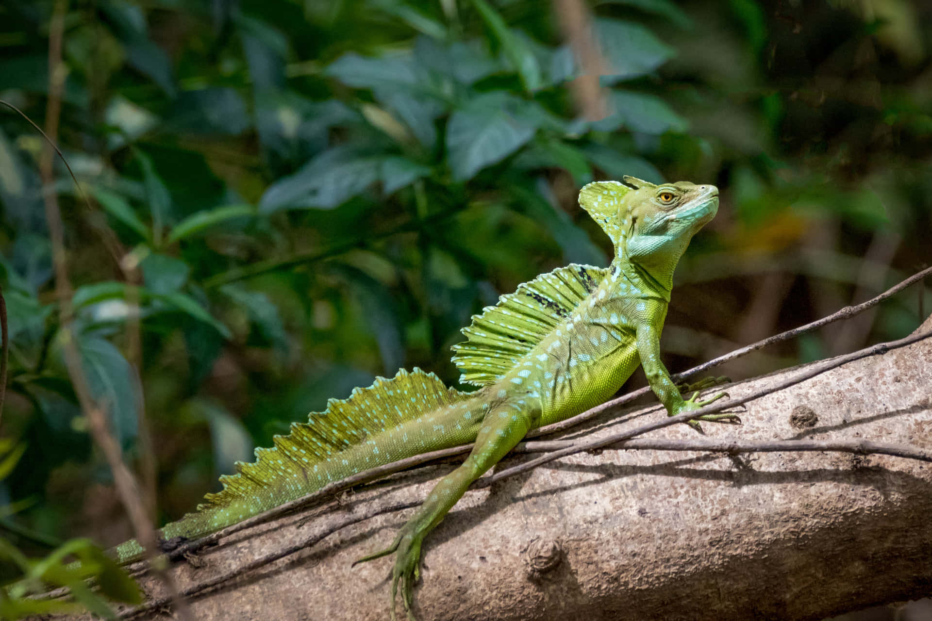 Groene Basilisk Hagedis Op Tak Achtergrond