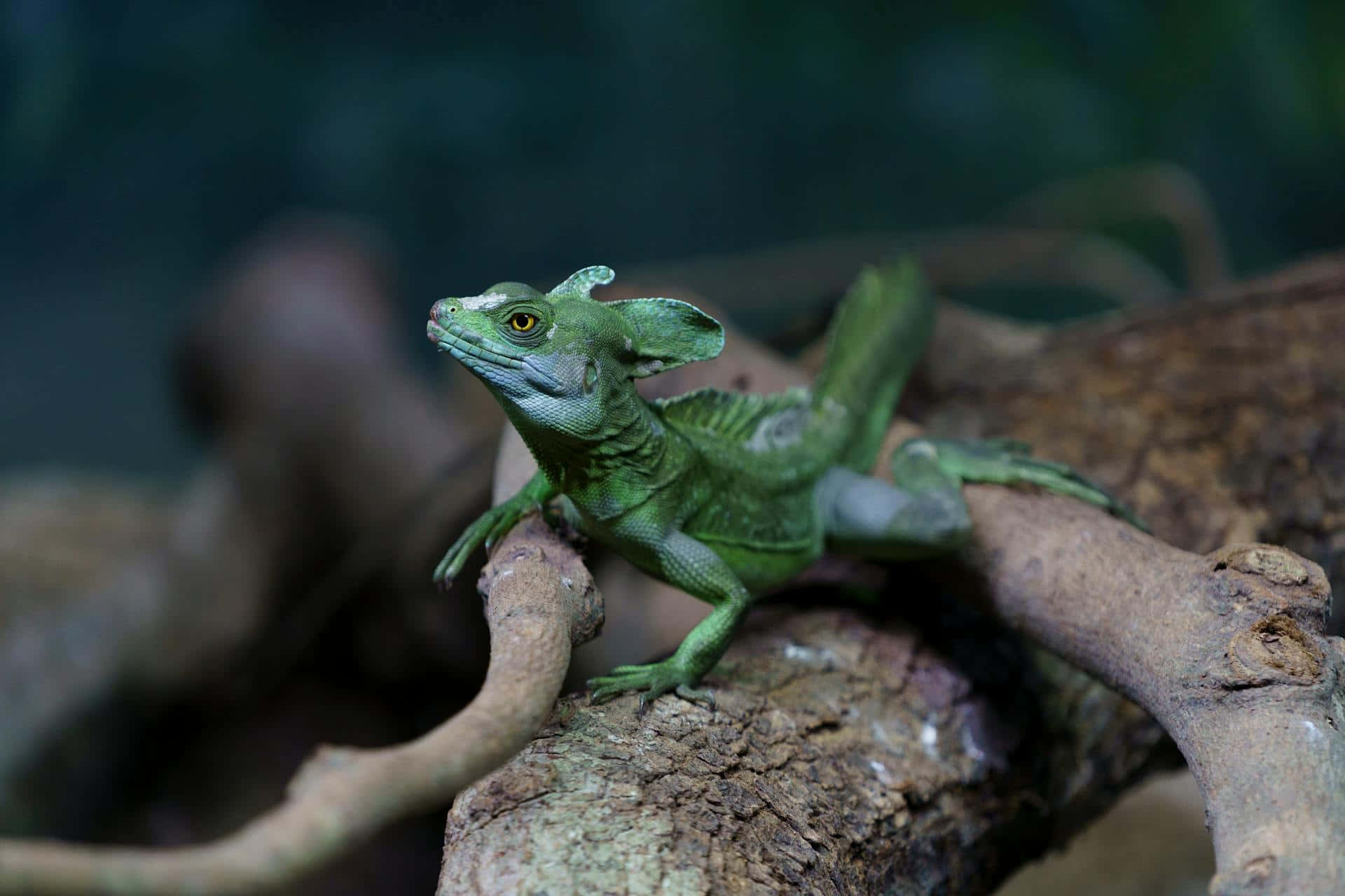 Groene Basilisk Hagedis Op Tak Achtergrond