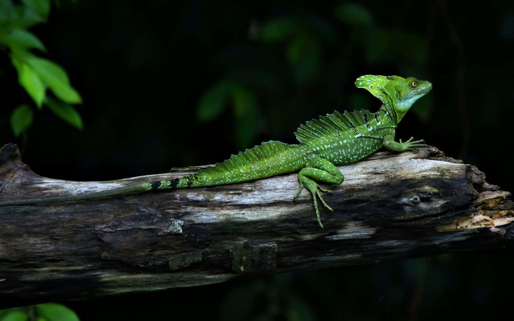 Groene Basilisk Hagedis Op Log Achtergrond