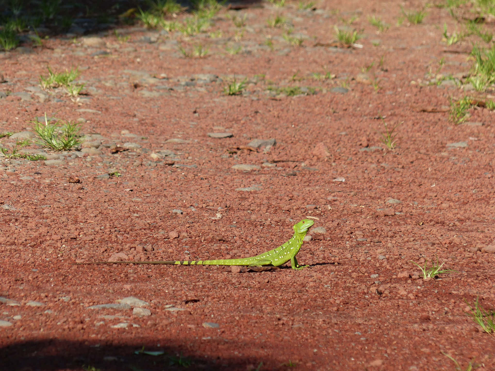 Green Basilisk Lizardon Path Wallpaper