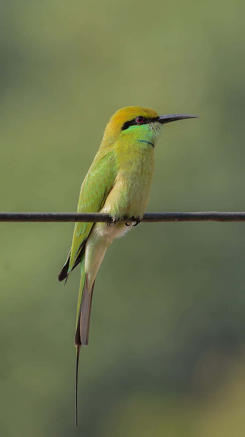 Oiseau Mangeur D'abeilles Vert Perché Fond d'écran