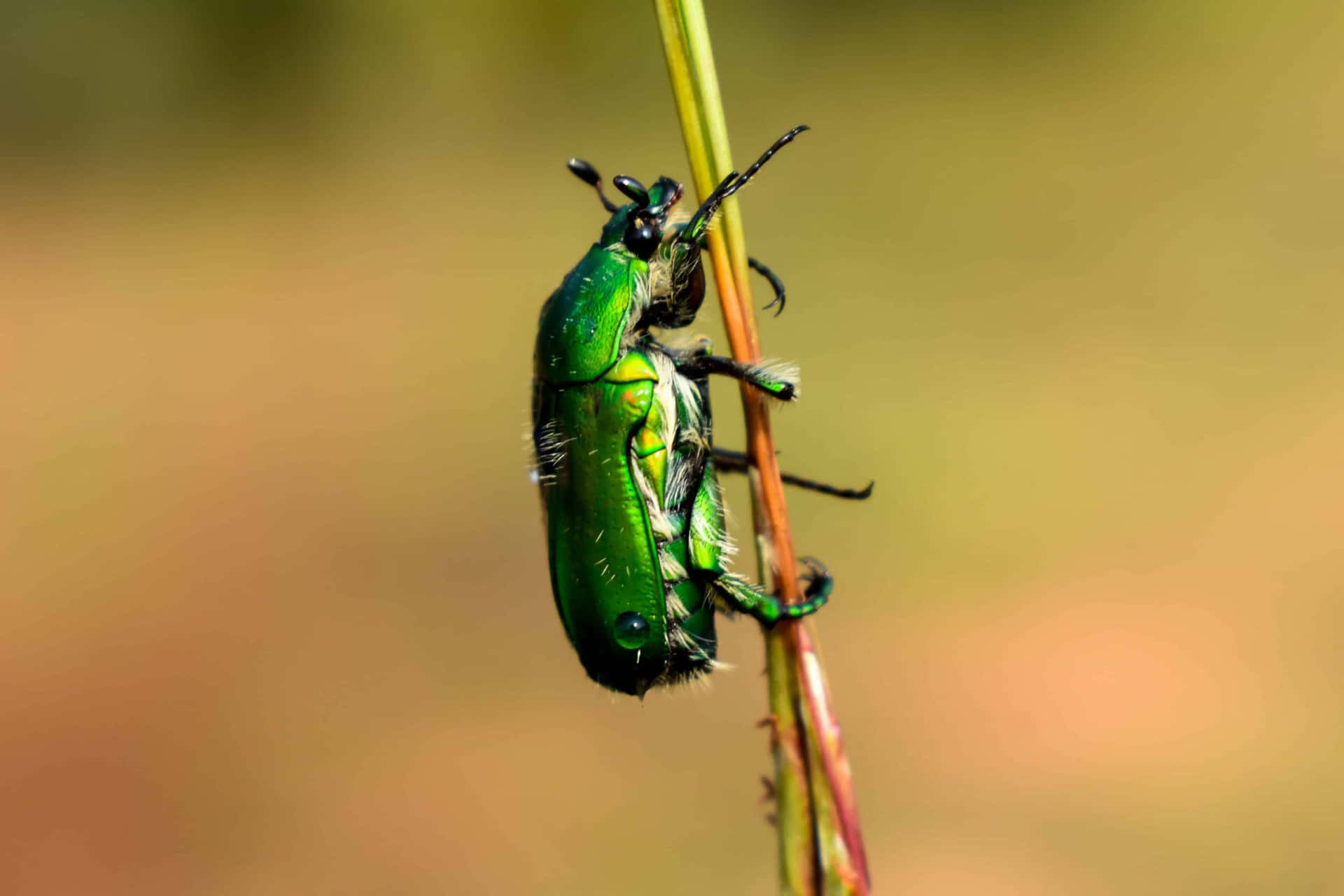 Green Beetle Clingingto Grass Wallpaper