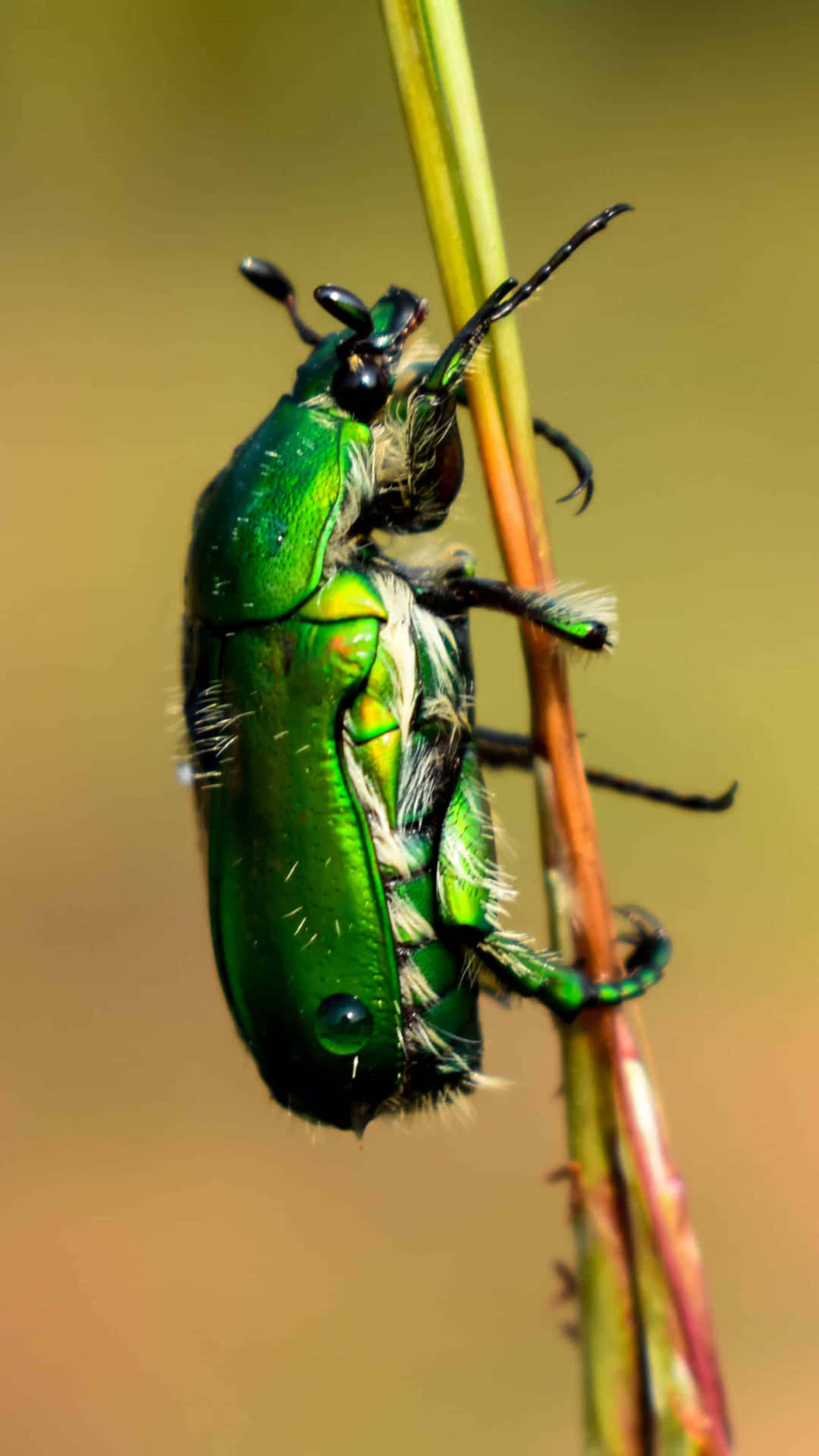 Green Beetle Clingingto Stem Wallpaper