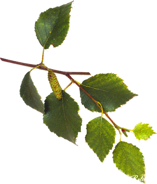 Green Birch Leaves Branch PNG