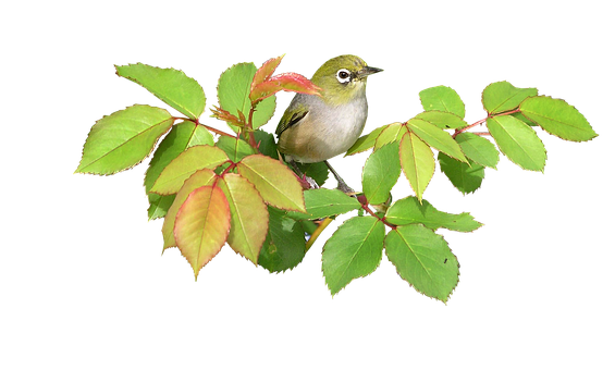 Green Birdon Branch PNG