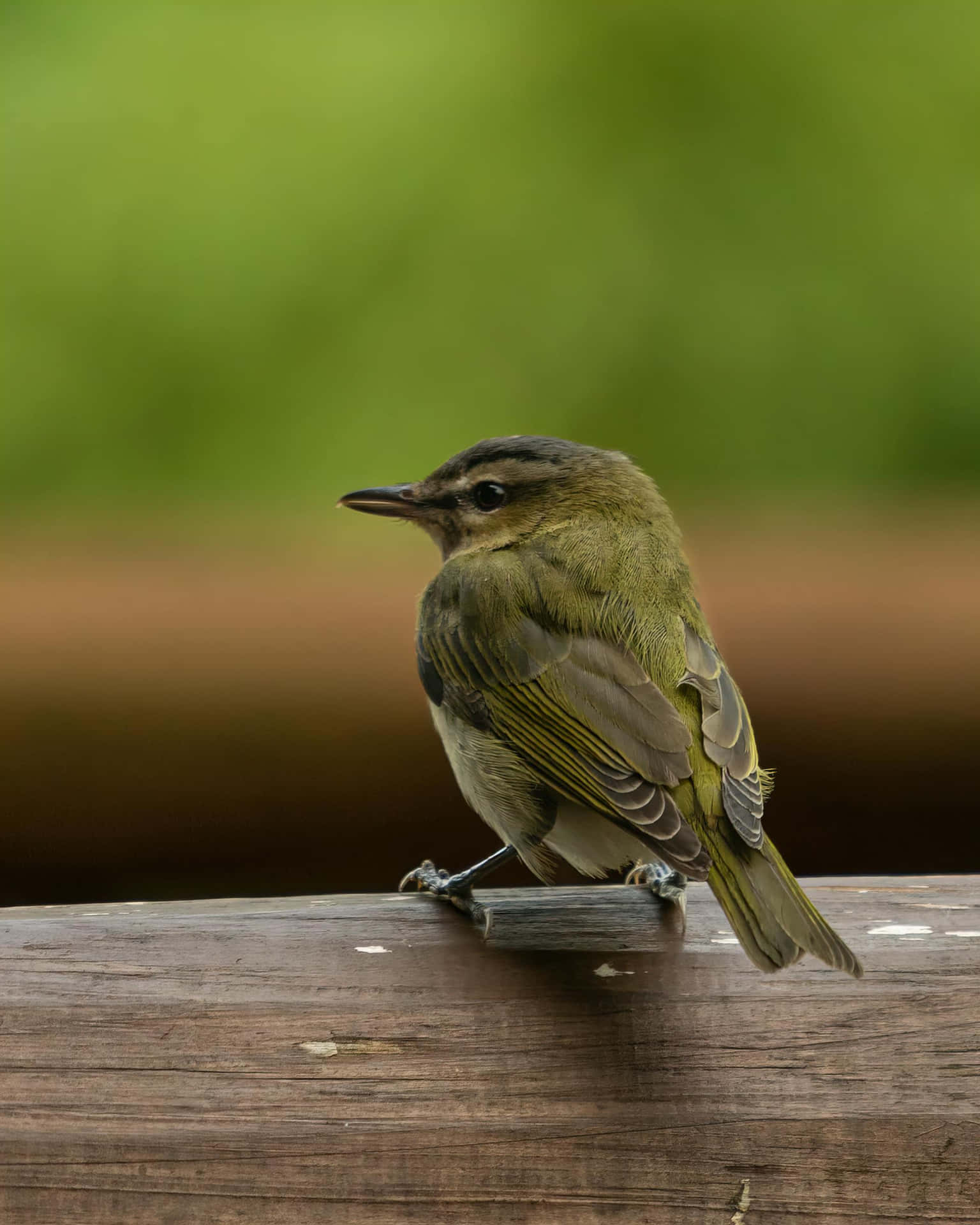 Oiseau Vert Sur Perchoir En Bois Brun Fond d'écran