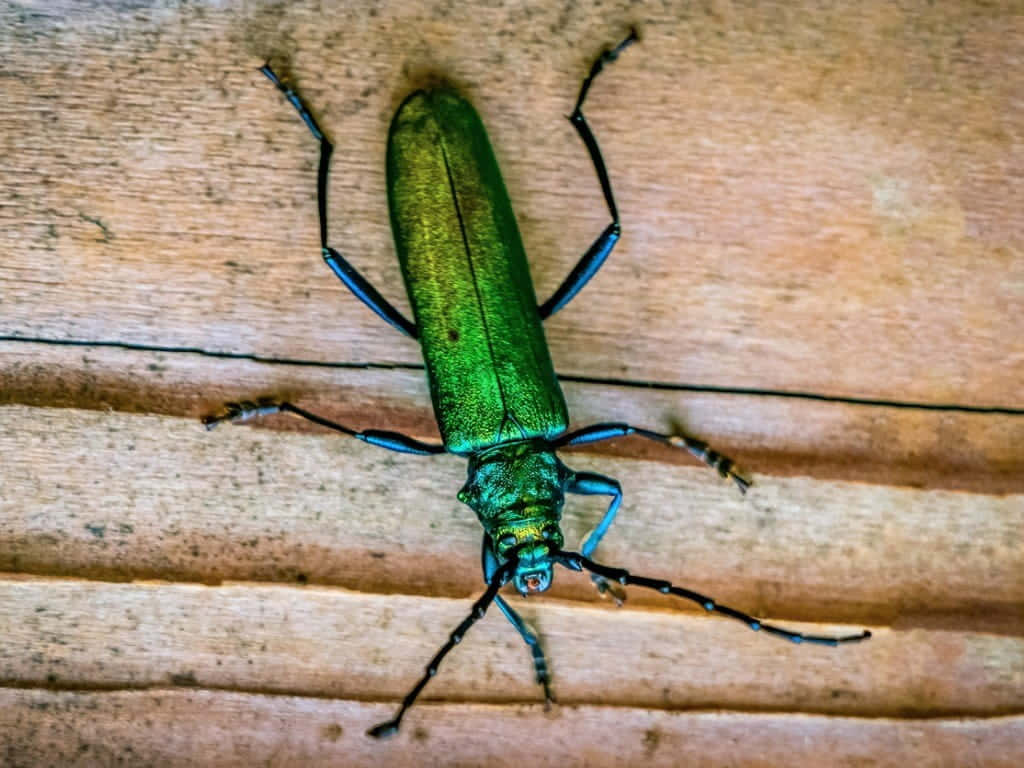 Green Blister Beetleon Wooden Surface Wallpaper