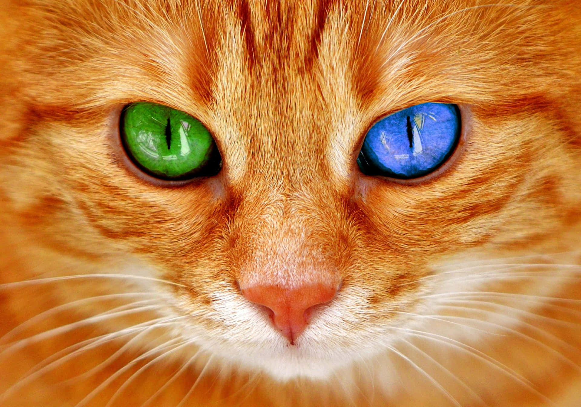 Green & Blue Cat Eyes Orange Tabby Background