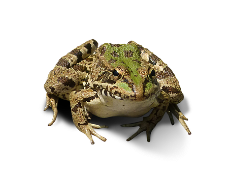 Green Brown Frog Black Background PNG