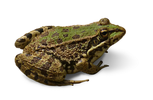 Green Brown Frog Black Background PNG