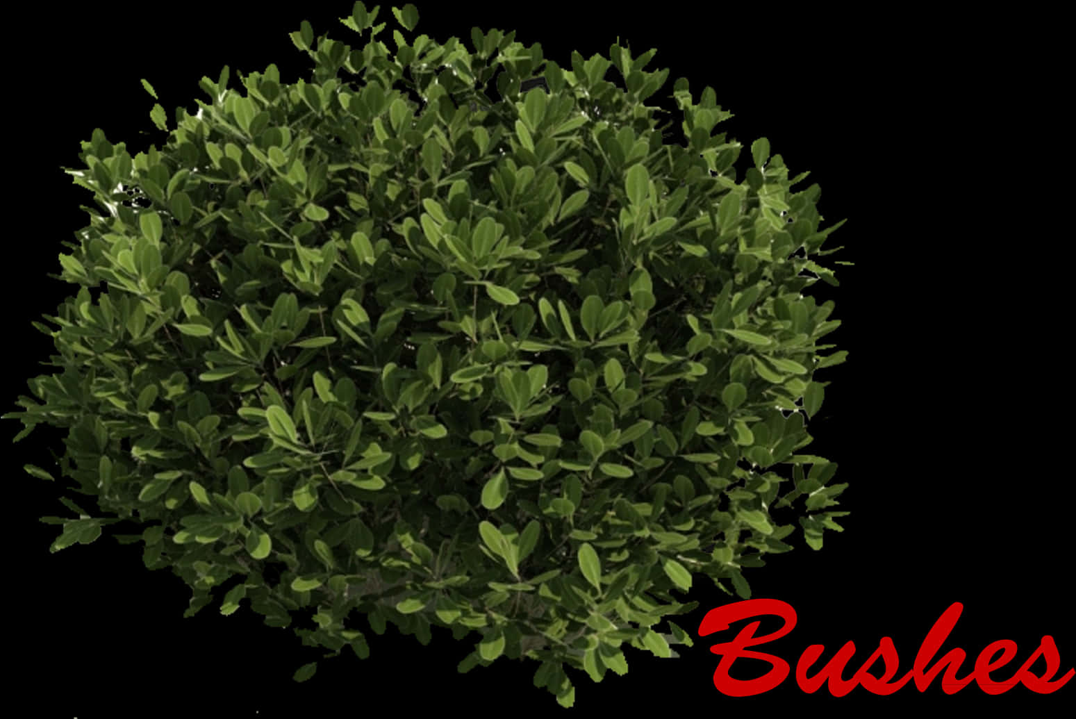Green Bush Black Background PNG