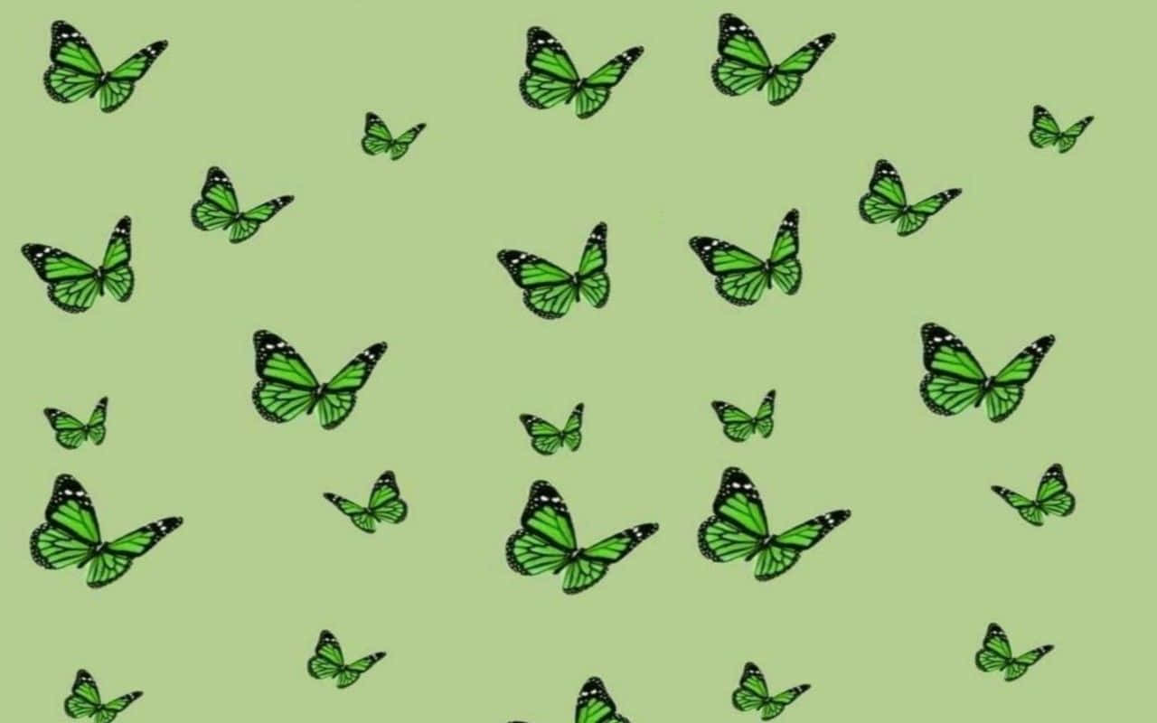 Download Green Butterfly Desktop Background Wallpaper 