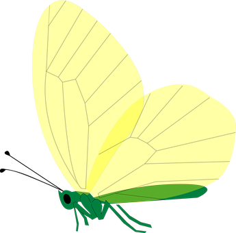 Green Butterfly Illustration PNG