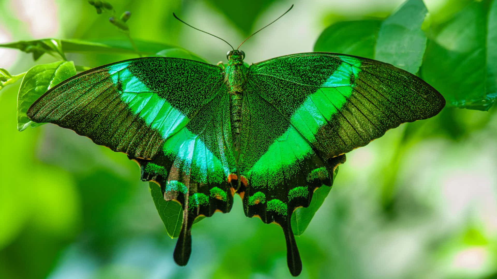 Green Butterfly Wallpaper