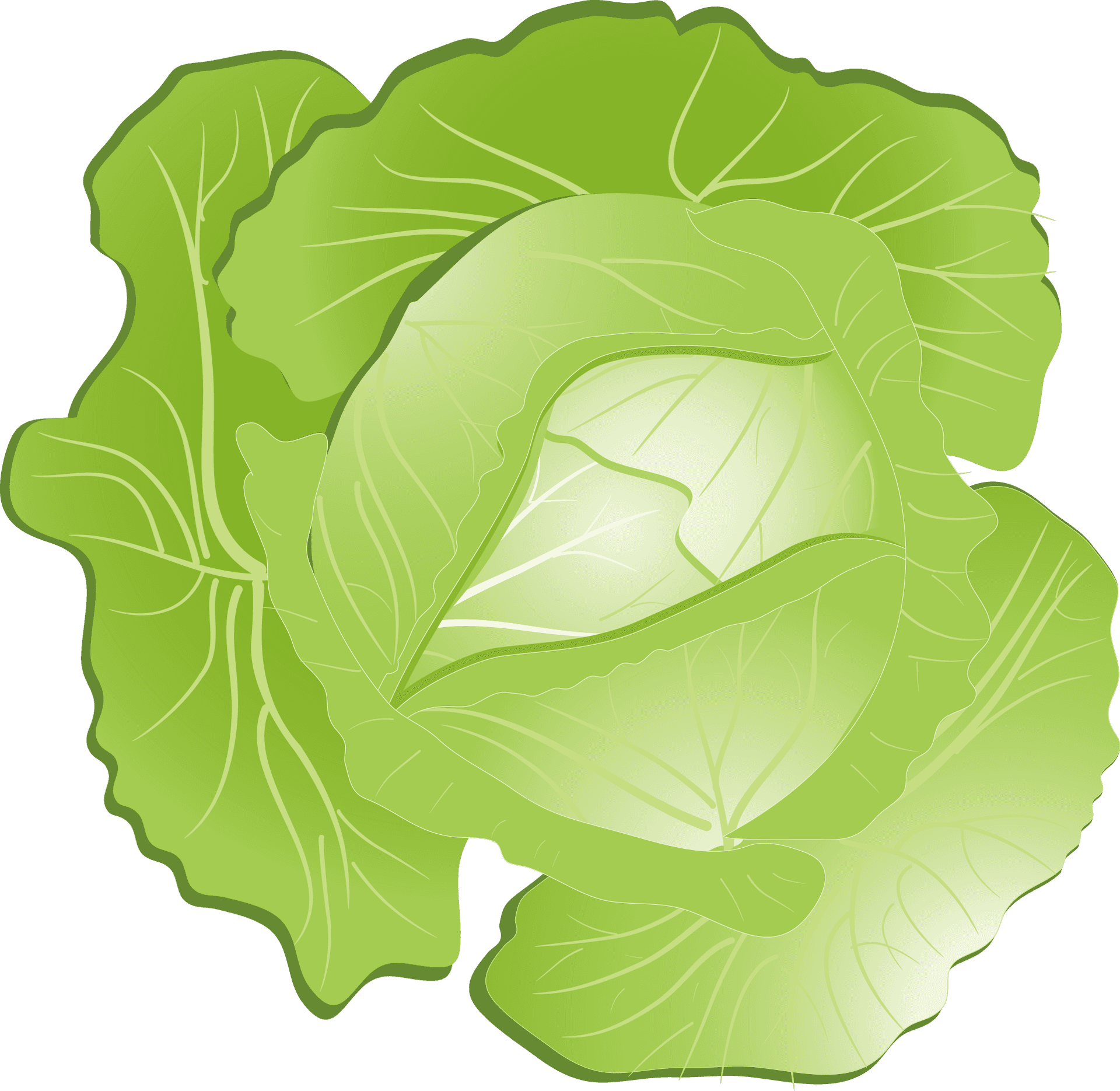 Download Green Cabbage Illustration | Wallpapers.com