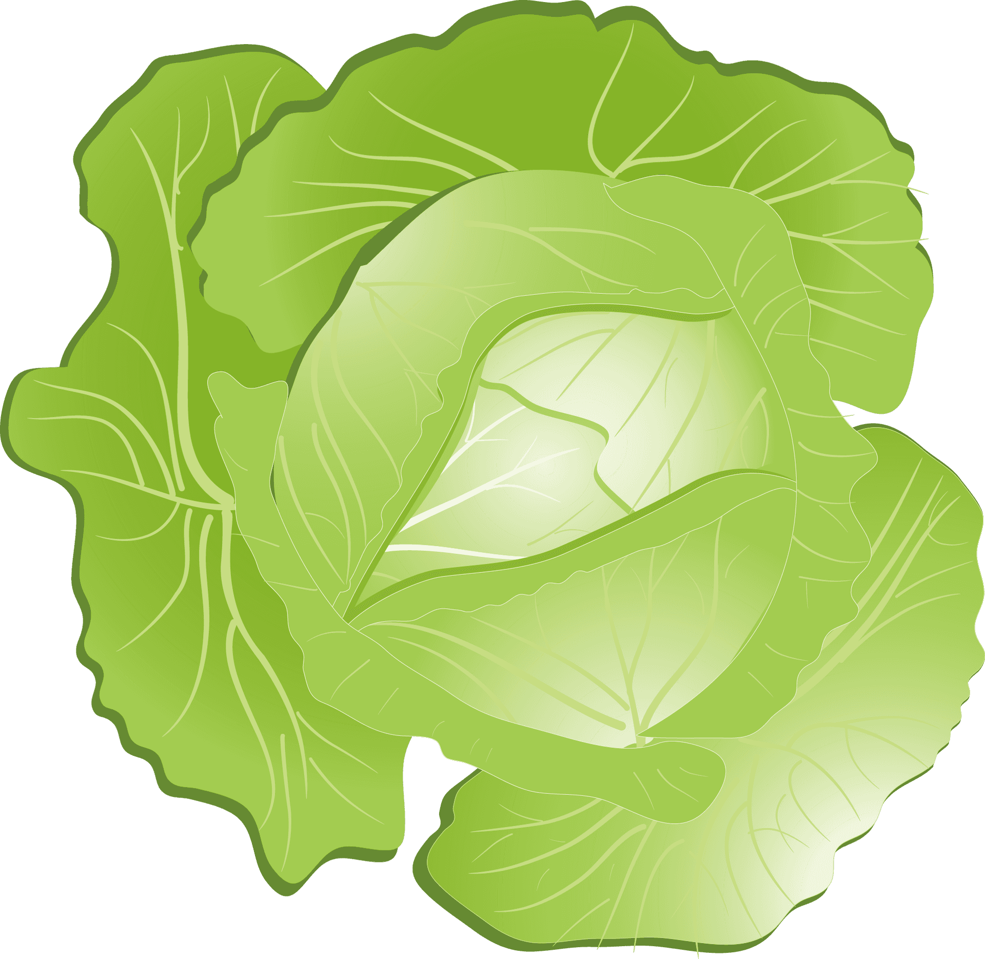 Green Cabbage Illustration PNG