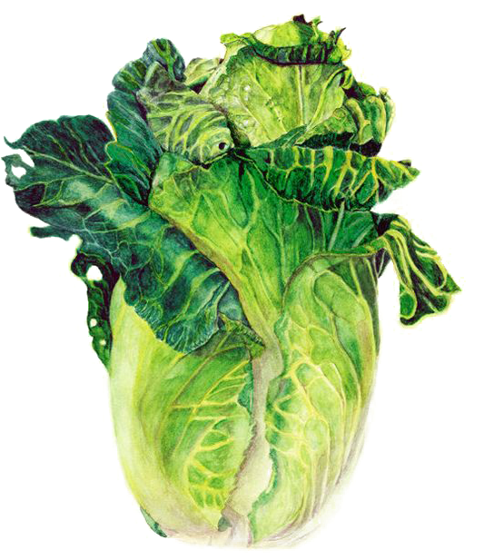 Green Cabbage Watercolor Illustration PNG