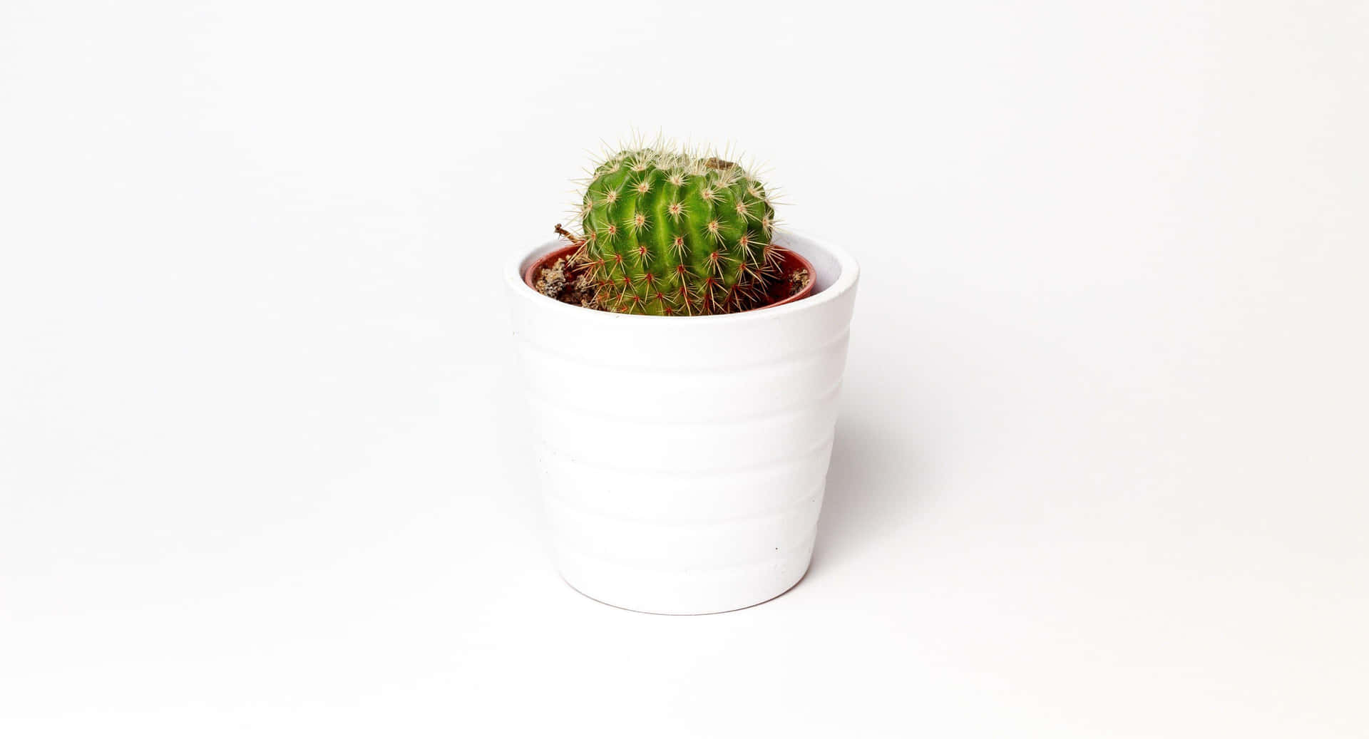 Green Cactusin White Pot Wallpaper