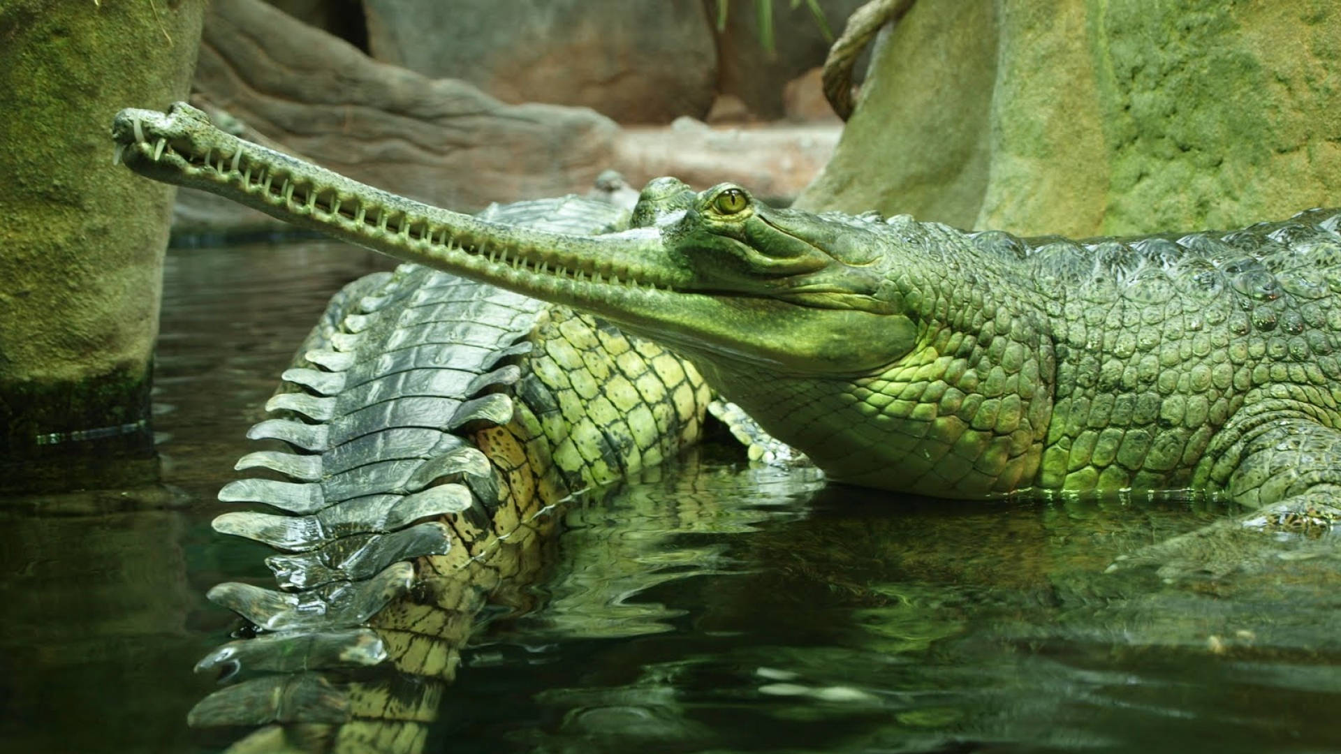 Green Caimans In Cave Wallpaper