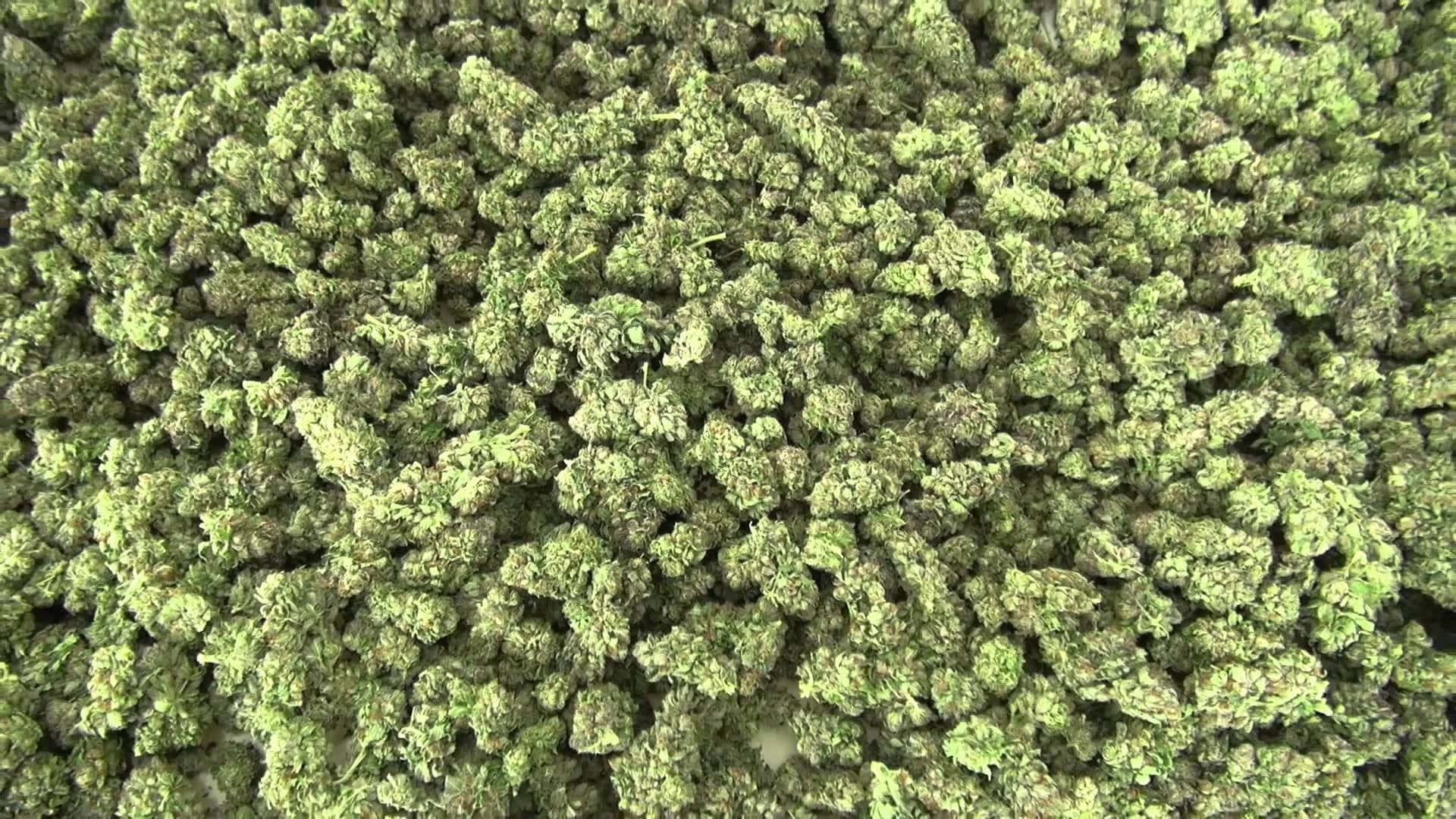 Green Cannabis Buds Picture