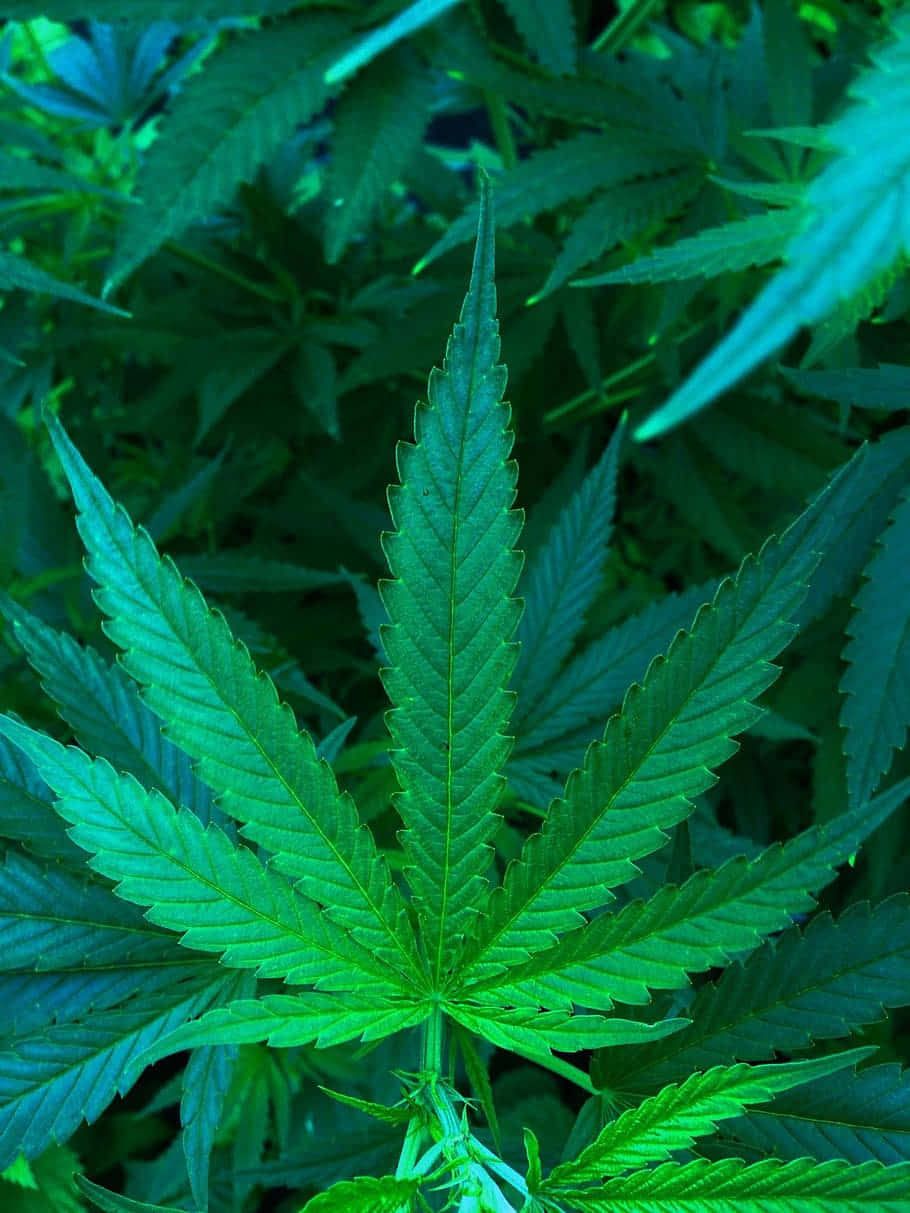 Green Cannabis Leaf Wallpaper