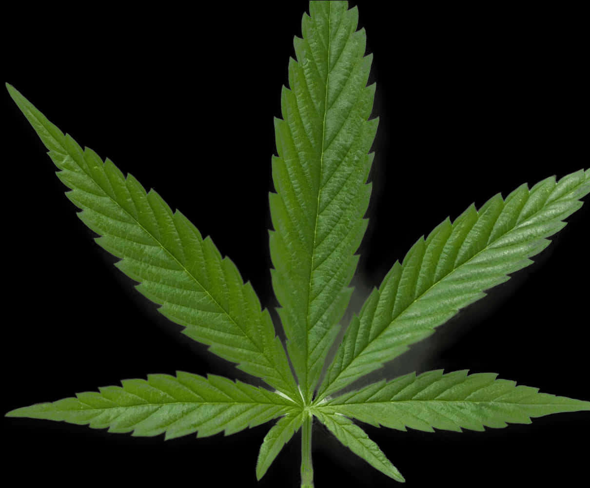 Green Cannabis Leaf Black Background PNG