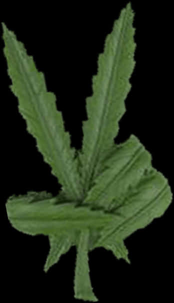 Green Cannabis Leaf Isolated PNG